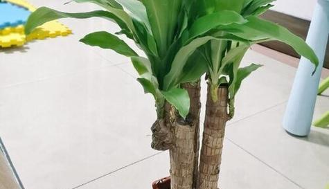 以巴西木的风水作用——开启繁荣财运的大门（招财进宝）