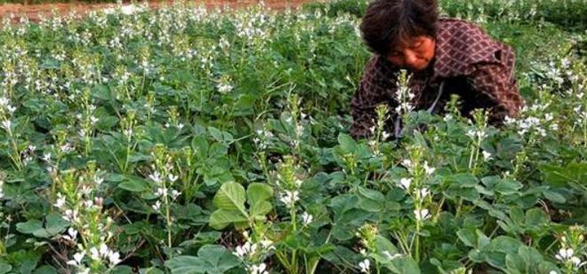 白花菜什么时候种植最好？种植方法有哪些常见问题？