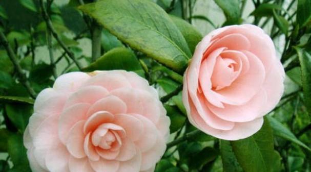 四季茶花的花语与代表意义（探索四季茶花的神秘花语）