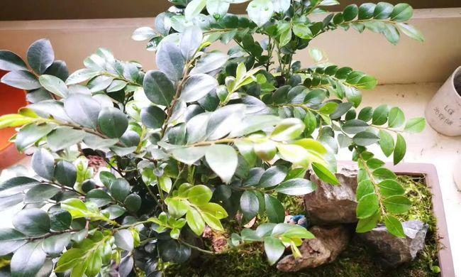 小叶紫檀种植地点选择有哪些技巧?适合种植的环境条件是什么?