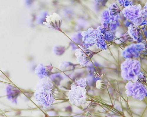 满天星花语的深意（揭秘满天星花语的内涵与象征）