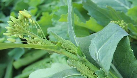 油菜搭配禁忌有哪些?一起食用会有什么后果?