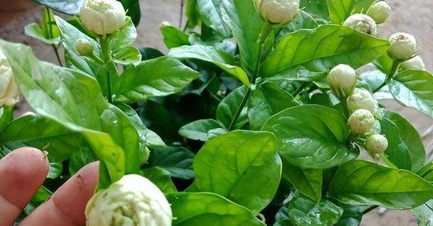 茉莉之香（探究茉莉花的象征意义）