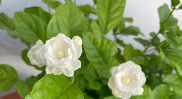 茉莉之香(探究茉莉花的象征意义) 茉莉之香(探究茉莉花的象征意义)