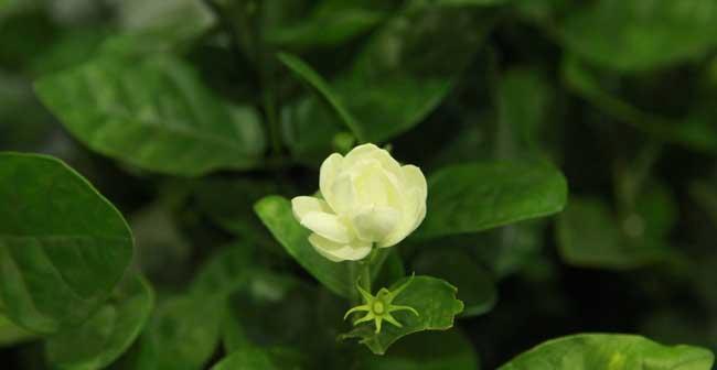 茉莉之香(探究茉莉花的象征意义) 茉莉之香(探究茉莉花的象征意义)