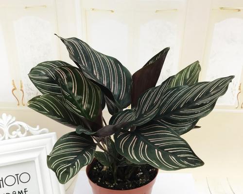 银皇后有毒吗？能在家里安全养护吗？