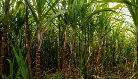 甘蔗通常生长在哪些地区？如何判断其生长环境是否适宜？