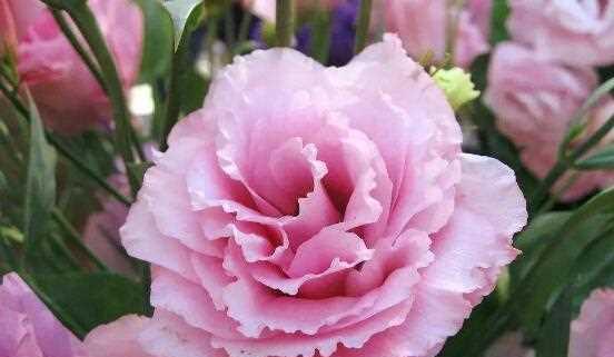 花语与传说（探寻花朵背后的隐秘语言与神秘传说）