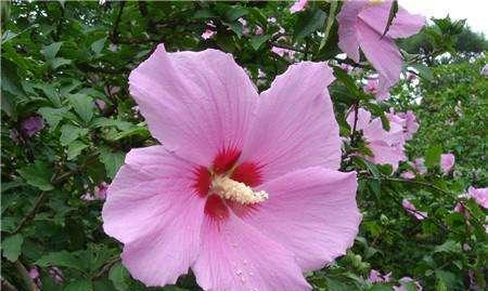 花语与传说（探寻花朵背后的隐秘语言与神秘传说）