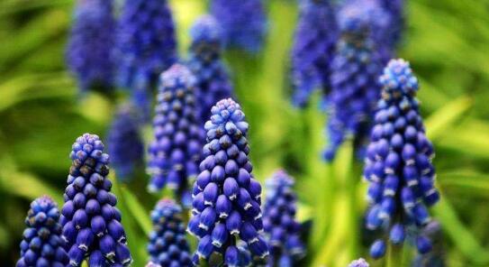 花语与传说（探寻花朵背后的隐秘语言与神秘传说）