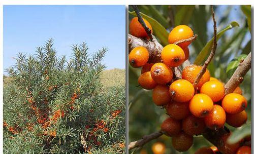 沙棘树剪枝的最佳时机是什么时候？剪枝后如何管理？