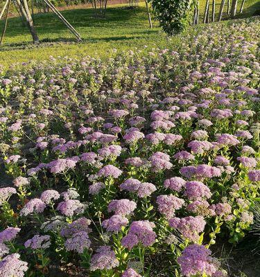 探寻八宝景天的花语之美（探索自然的奇迹）