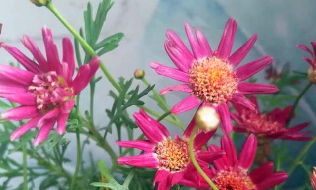 秋季开花的植物有哪些？如何选择适合秋季种植的花卉？