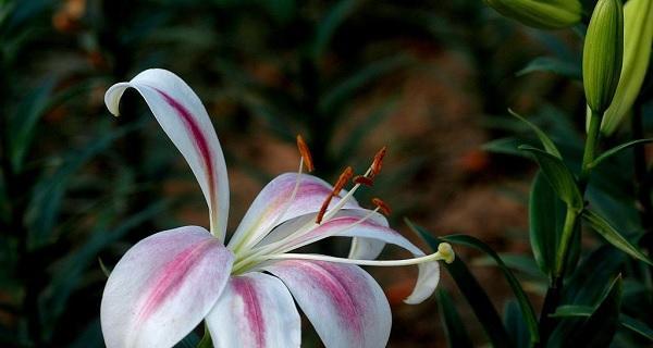友谊花开，真挚永存（以什么花代表友谊）