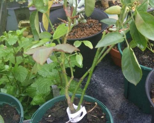 探讨月季HT及其意义（了解月季HT的历史和培育方法）