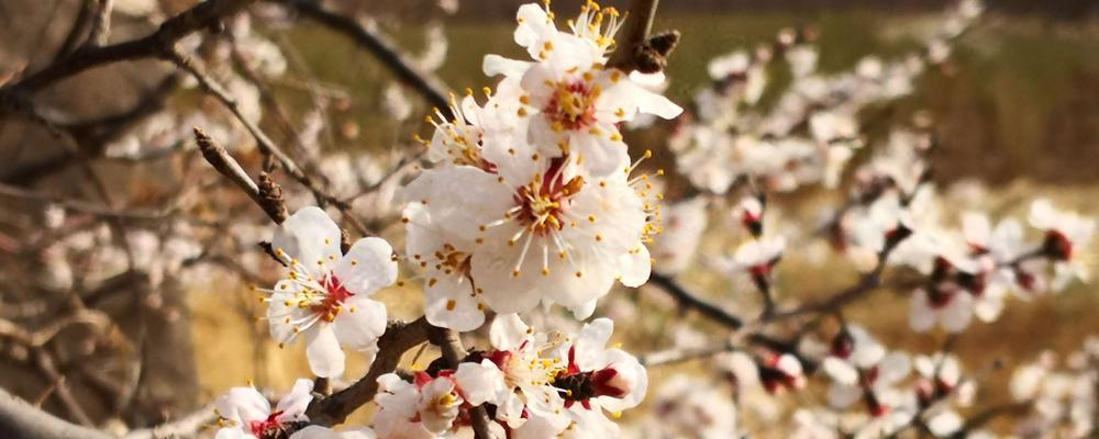桃花（桃花的特点及其象征意义）