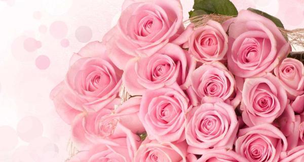 粉色玫瑰花的浪漫寓意（表达爱意）