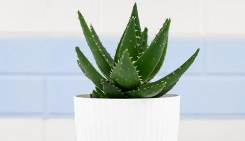 探秘芦荟的花语与神奇之处(揭开芦荟花语背后的奥秘)