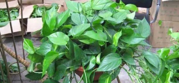 凤尾竹浇啤酒水正确方法？