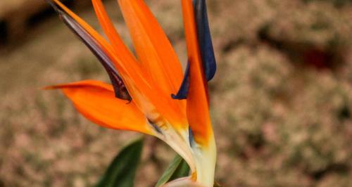 鹤望兰不开花是什么原因?如何解决?