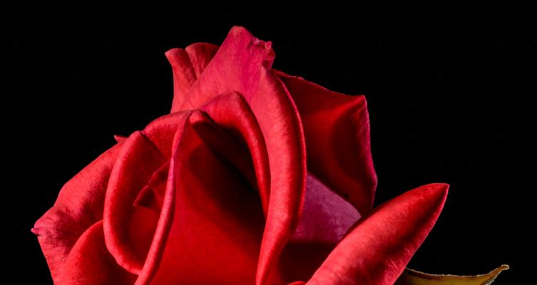 红玫瑰花的含义和象征（探究红玫瑰花所代表的各种意义）