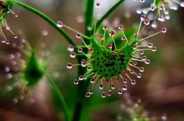 希望的花园——象征希望的植物（在生命中綻放的希望之光）