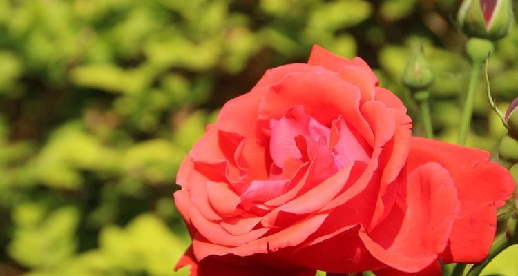 月季花花语解读——浪漫之花的意义与象征（探索月季花的花语）