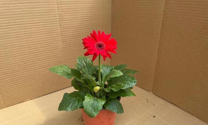 非洲菊的开花周期是多久?一年能开几次花?