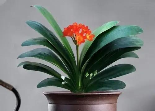 富贵花开，财富滚滚（揭秘以金银花为主题的花语）