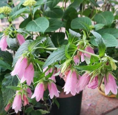 风铃草多久浇一次水？如何正确照顾风铃草？