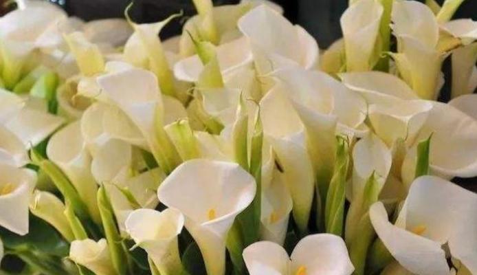 白色马蹄莲（探寻白色马蹄莲花语的奥秘）