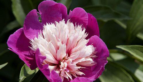 芍药是几年生植物?如何正确养护以延长花期?