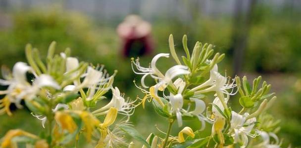 金银花香味有毒吗？金银花的香味对人体有害吗？