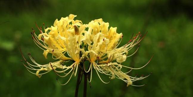 彼岸花（唤醒心底的美丽）