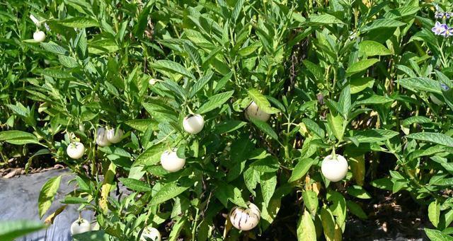 人参果种植的最佳时间和方法是什么?