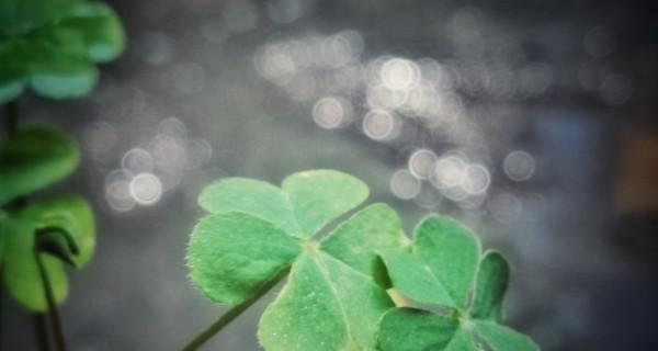 四叶草的花语与寓意（探索四叶草的幸运与祝福）