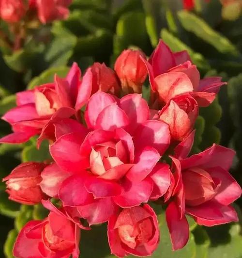 长寿花花语的寓意（长寿花传递的祝福和希望）