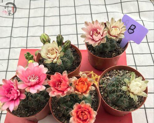 实生苗的意义与重要性（从实生苗的定义到养护技巧）