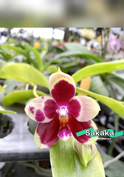 实生苗的意义与重要性（从实生苗的定义到养护技巧）_花植网