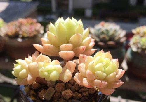多肉植物爆盆秘诀是什么？如何实现爆盆养殖效果？