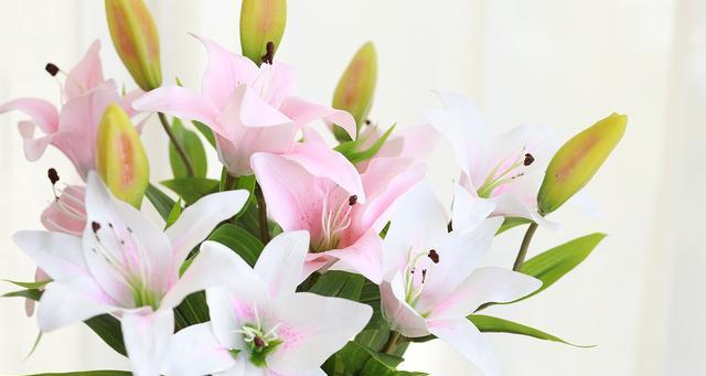 圣诞百合的花语——祝福与希望(传递温馨与喜悦的圣诞花语)
