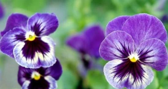 三色堇好养吗？养殖方法和养护要点是什么？