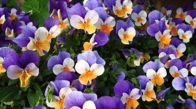 三色堇好养吗？养殖方法和养护要点是什么？