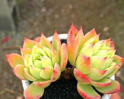 三色堇好养吗？养殖方法和养护要点是什么？