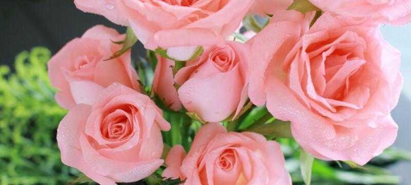 金香玉玫瑰花语（深情款款、芬芳馥郁）