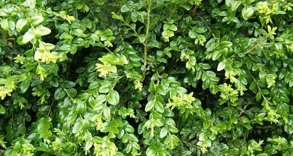 黄杨树有哪些品种？如何选择最佳品种？_花植网