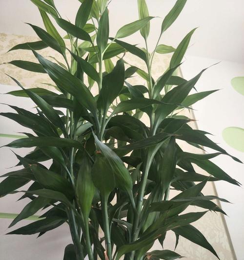 富贵竹（探寻富贵竹的吉祥寓意）