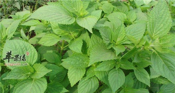苏子叶属于哪种树的叶子?如何辨别苏子叶的树种?_花植网