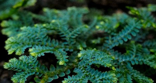 翠云草怎么养?养殖过程中应注意哪些问题?