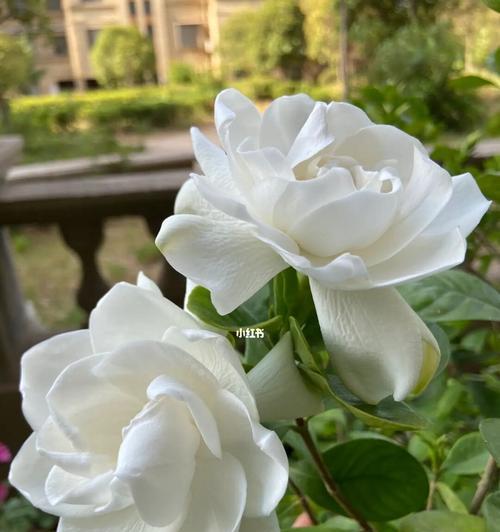 栀子花的花语与象征（探寻栀子花的丰富含义与美好寓意）